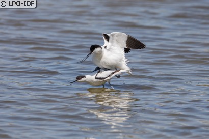 Avocette élégante