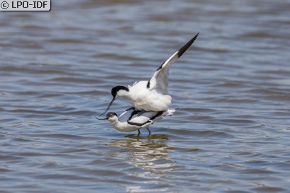 Avocette élégante