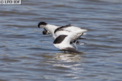 Avocette élégante