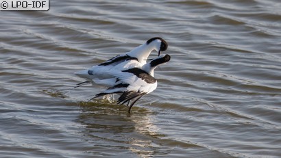 Avocette élégante