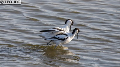Avocette élégante