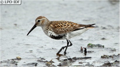 Bécasseau variable