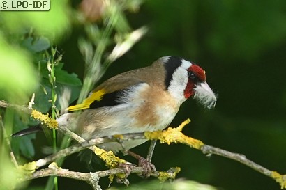 Chardonneret élégant