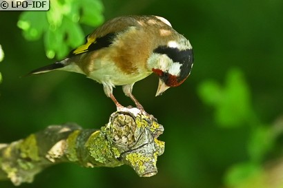 Chardonneret élégant