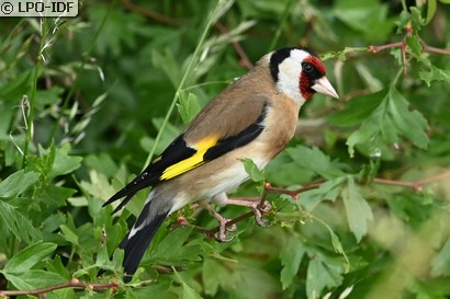 Chardonneret élégant