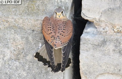 Faucon crécerelle