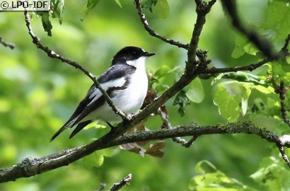 Gobemouche noir