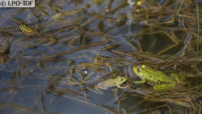 Grenouille commune