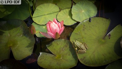 Grenouille commune