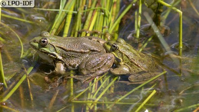 Grenouille commune