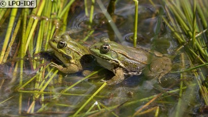 Grenouille commune