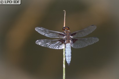 Libellule déprimée