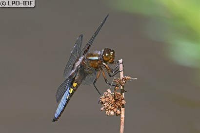 Libellule déprimée