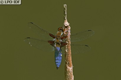 Libellule déprimée