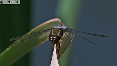 Libellule déprimée
