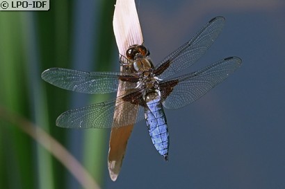 Libellule déprimée