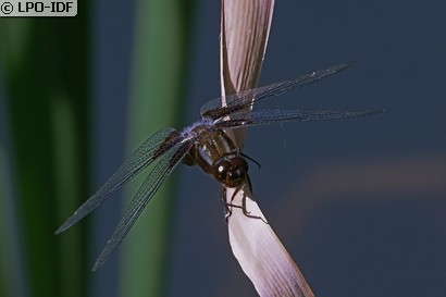 Libellule déprimée