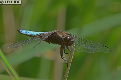 Libellule déprimée