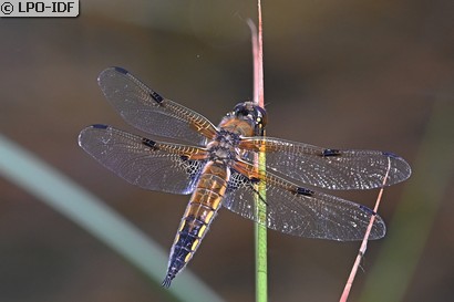 Libellule à quatre taches