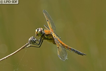 Libellule à quatre taches