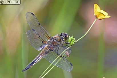 Libellule à quatre taches