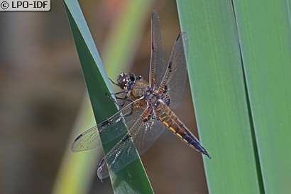 Libellule à quatre taches