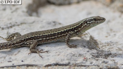 Lézard des murailles