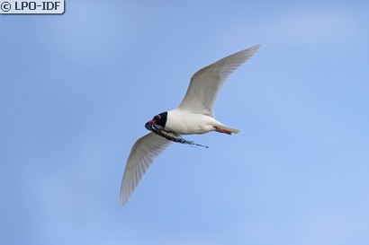 Mouette mélanocéphale