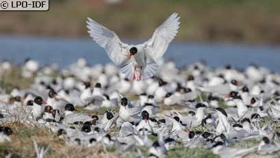 Mouette mélanocéphale