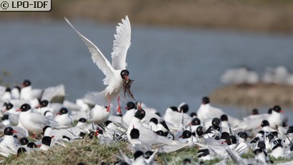 Mouette mélanocéphale