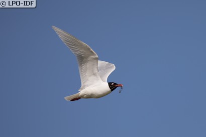 Mouette mélanocéphale