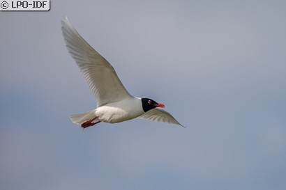 Mouette mélanocéphale