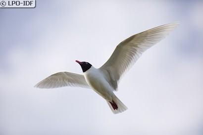 Mouette mélanocéphale