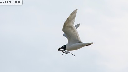 Mouette mélanocéphale