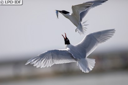 Mouette mélanocéphale