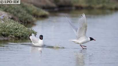 Mouette mélanocéphale