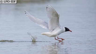 Mouette mélanocéphale