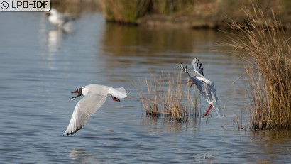 Mouette rieuse