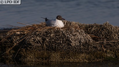 Mouette rieuse