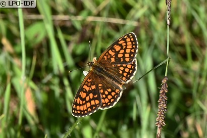 Mélitée du mélampyre