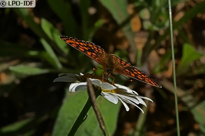 Mélitée du mélampyre