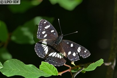Petit sylvain