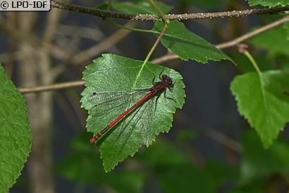 Petite nymphe au corps de feu