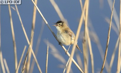 Phragmite des joncs