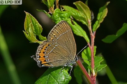 Thècle du coudrier