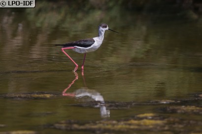 Échasse blanche