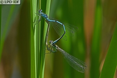 Agrion jouvencelle