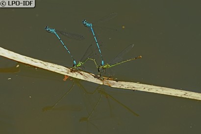 Agrion jouvencelle