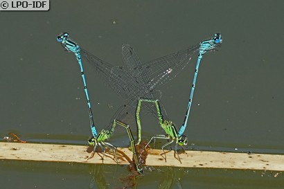 Agrion jouvencelle