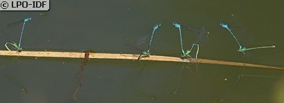 Agrion jouvencelle